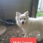 [강아지] 스피츠<b>남아</b> 가족이 되어주세요