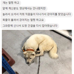 [댓글부탁해] 태풍에 날아간 댕댕이