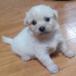 [댓글부탁해] 강아지 이름 후보 정해줘