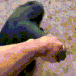 [댓글부탁해] 갤럭시 노트10+ vs 아이폰 <b>XS</b>