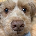 <강아지> 인형같던 아이의 역변 <b>story</b>..5편.(역변해도 귀여워)