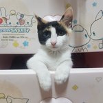 [고양이] 나는야 개냥이 <b>딱지</b>~~!!~~!! (4)