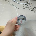 <b>짱</b><b>귀</b>욥지