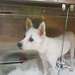 [강아지] 사상충 후유증으로 힘든 인성이