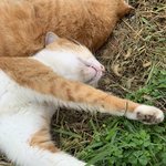 [고양이] <b>마취</b>총 맞은 냥이들