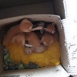 [고양이] 추가인증사진)<b>꼬물</b>이들  보세요^^