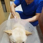 [강아지] 똑띡이 진도<b>남아</b> 소식입니다