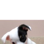 [강아지] 우리어머님네 강아지 <b>효자</b>임.ㅋㅋ