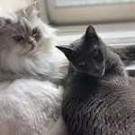 [고양이] 우리집 고양이