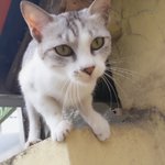 [댓글부탁해] 길고양이 봤는데 개귀여움ㅠㅠ