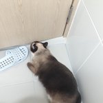 [댓글부탁해] <b>고앵이</b> 화장실까지 따라옴..,;;