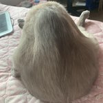 우리집 고양이 <b>그루</b><b>밍</b>하는거 완전