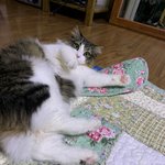 <b>짝녀</b> 추석음식먹고 돼지돼라