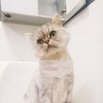 [고양이] 인생샷 찍은 우리 <b>고앵이</b>