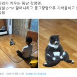[댓글부탁해] <b>명절날</b> 할머니하고 기싸움하고 앉아있는 뚱냥이