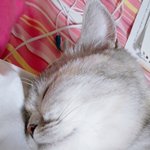 [드루와] 울고양이 지금 <b>내품</b>에서 자고있음