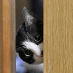 공주병 <b>뚱녀</b> 난쟁이