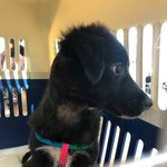 [강아지] 온몸에 구더기가 끓던 <b>건우</b>가 출국했습니다