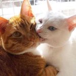 ㅁㅈ는 나보면 <b>백퍼</b> 반하겠지