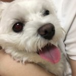 ㅈㄴ <b>귀염</b>다 진짜