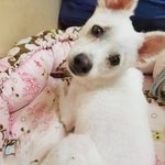 [강아지] 사상충 후유증으로 <b>생사</b>를 넘나들고 있습니다