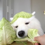 [ㅈㄱㄴ] 판에 따수운애들 은근 많은것같어