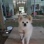 [강아지] 폼<b>피츠</b> 가족이 되어주세요