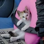 [댓글부탁해] 여돌중에 공항에서 할아버지 밀<b>친애</b> 누구였지?