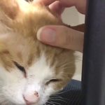 [남자의심리] 부산 유기묘 도와주세요..!!!!!