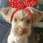 <강아지> 인형같던 아이의 역변 <b>story</b>..6편.(역변해도 귀여워)