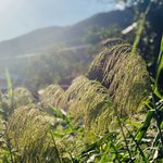 [이것좀봐줘] + 추가) 아이폰 <b>인물모드</b>로 정물사진만 찍어온 사진들