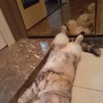 [드루와] 울고양이 <b>현관</b>바닥에서 이러고있음