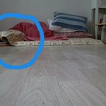 나의 동거묘 <b>도칠</b>이 2019. 추석 그리고, 9월