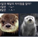 [EXO] 수달 'w'은 첸 이고 <b>해달</b> 'ㅅ'은 백현이 ??