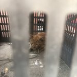 우리집 고양이 왕<b>고추</b> 구경오세요