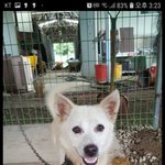 [강아지] 공장에 버려진 남매