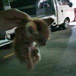 [이것좀봐줘] 의도치않게 냥집사가 되었습니다