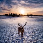 <b>드론</b>으로 찍어본 동물들