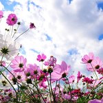 [이것좀봐줘] 가을축제는 9·18 <b>HWPL</b>과 함께! 평화축제 현장으로...