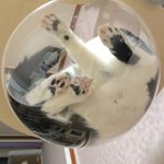 [드루와] 울고앵이 <b>캣타워</b> 구경하고 가줘~!!