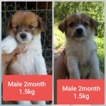 [강아지] 두달 <b>임보처</b>가 되어주세요