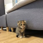 우리집 고양이 <b>자랑</b>합니다 ㅎㅎ