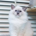 [고양이] 랙돌 <b>미티</b>드는 왜 인기가 없냥..