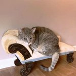 <b>벼룩</b>시장에서 개이득