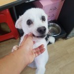 [강아지] 인성이 소식입니다
