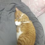 [고양이] 뜬금없이 우리 고영희 자랑