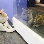 너희는 개고기 어떻게 생각해?
