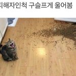 [꼭조언부탁] <b>전여</b>친 프사 이건데뭘까요