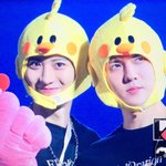 [EXO] 쌍삐약이 봤냐ㅋㅋㅋㅋㅋㅋㅋ(<b>feat</b>.오리)