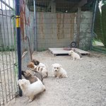 [강아지] 20마리 새끼들 <b>접종</b> 좀 도와주세요